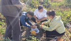 相美人甲葫芦“喊疼”，专家把脉查真