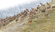 国家一级野生保护动物白唇鹿群现身祁连山