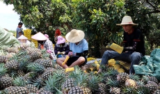海南昌江：万亩菠萝陆续上市 “触网”直播销路宽