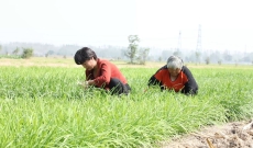 河南柘城：韭菜种植喜丰收 畅销全国多省市