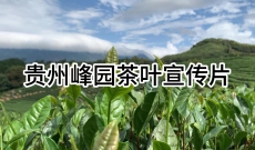 贵州修文六屯镇峰园茶园-----宣传片