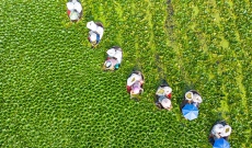 江苏海安：生态菱角助农增收致富