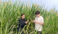 气象赋能农业丰收系列报道①织密防灾减灾网 筑牢粮食压舱石
