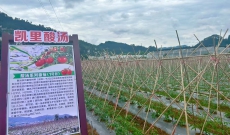 从“舌尖美味”到“富民产业”： 黔东南州酸汤产业驶入高质量发展快车道