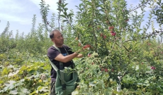 库伦旗安代红苹果迎丰收 映出果农致富路