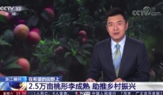 嵊州桃形李，央视新闻，助推乡村振兴