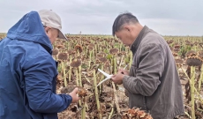 食葵杂交种质量引质疑，田间列当危害致农户受损