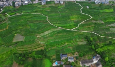 沿河新景镇：大豆玉米带状复合种植长势喜人