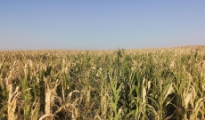 玉米因干旱死亡 损失高达数十万