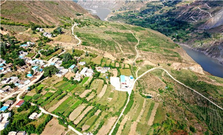 会东鱼坝村：青花椒铺平致富路