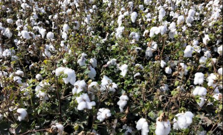 5000亩棉花脱叶未达到机采要求 专家鉴定其原因