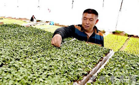 河北新乐：疫情防控农业生产两不误