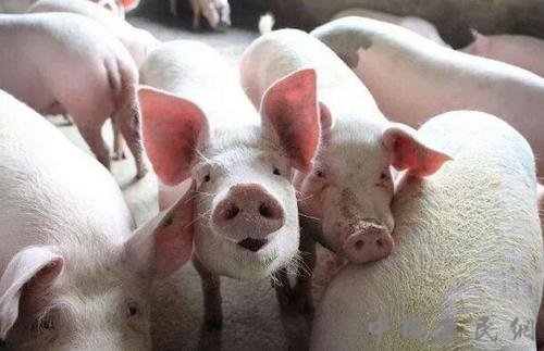 云南加大生猪产业保险支持