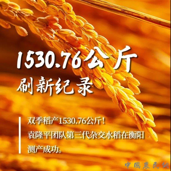 破纪录！袁隆平团队双季稻亩产超1500公斤