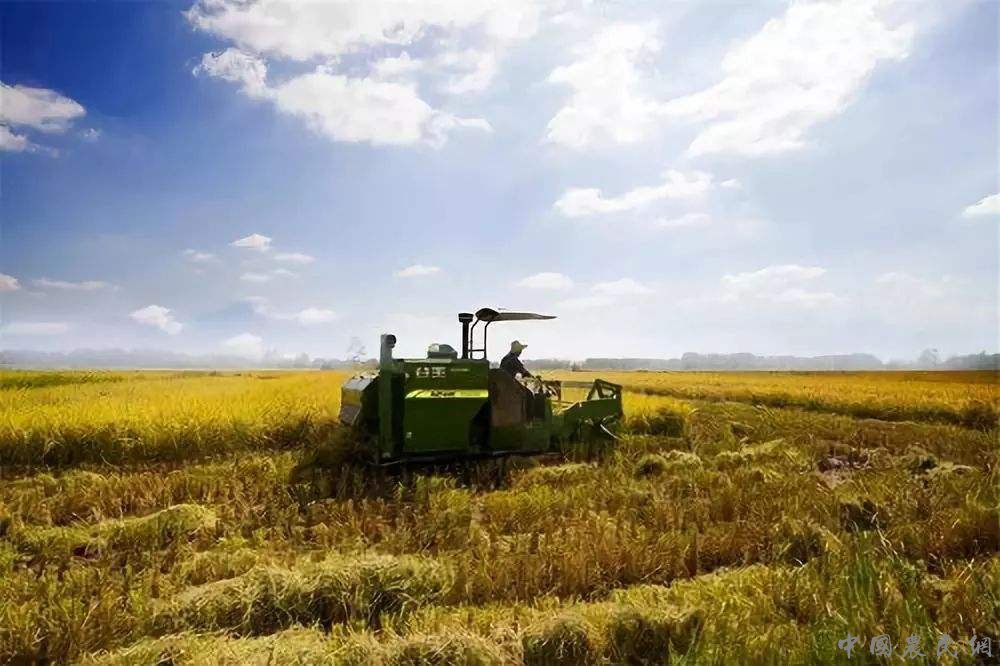 广西水稻耕种收综合机械化率达八成