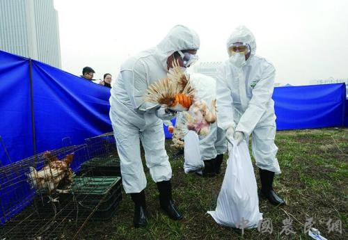 山东省突发重大动物疫情应急演练在青岛市举行