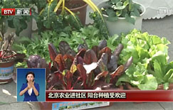 北京农业进社区 阳台种植受欢迎
