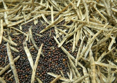 菜籽进口上升菜油供应对外依存度增加