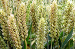 每年缺口近200万吨 甘肃小麦种植缘何遇冷