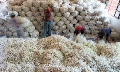 江苏海安：蚕茧产业助农增收