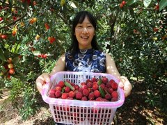 湖南衡阳杨梅飘香
