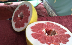 又甜又香！儋州将红心蜜柚纳入重点打造的农业品牌