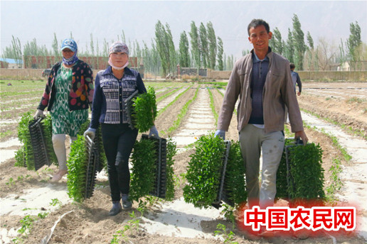 博湖县“妇女生产互助组”抢时播种在田间
