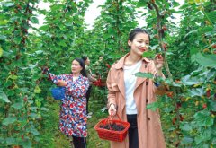乡村振兴背景下的“农业新思维