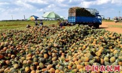 同县菠萝差价竟达60倍！农产品滞销根源是啥？
