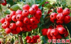 “靖西大果山楂”获地理标志