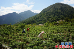 陕西宁陕：把“绿水青山”变成贫困户的“金山银山”
