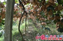 成都邛崃：深化品牌战略 引领农业高质量发展