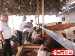 新疆和田地区和田县：养殖合作社 开启“致富门”