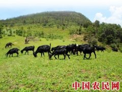 营山黑山羊 带领百姓发“羊财”