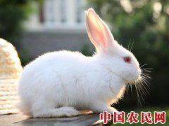贵州敖市镇：养兔助脱贫“蹦”上小康路