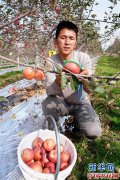 陕西洛川：苹果“后整理” 提升附加值