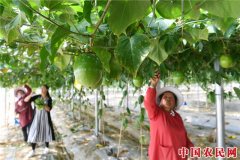 云南砚山：果蔬产业扶贫项目促农民脱贫增收
