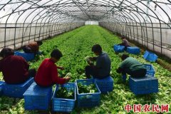 “嘉田四季”农产品区域公用品牌公布首批许可产品