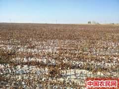 播种时间晚 棉花产量严重下降