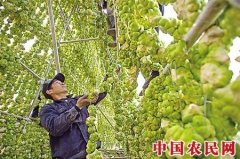 重庆将打造10个全国知名农产品品牌