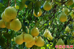 江永香柚荣膺“袁隆平特别奖” 年总产量15万吨