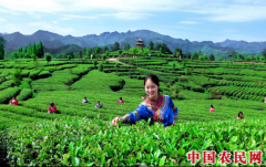 “茶旅融合”文化先行 中国茶叶开辟海外市场
