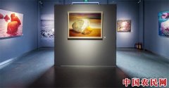 心亦若花，花沁于石——吴洋个展于798艺栈空间开幕