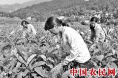小沙江镇苗木繁育产销一体化