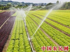 临安打响区域品牌助力乡村振兴