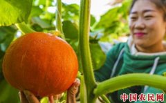 巧念“果蔬经” 助力乡村振兴