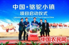 第六届中国骆驼产业发展大会在广州举办
