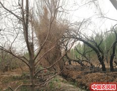 邻居烧火蔓延自家果园 十余棵果树被烧