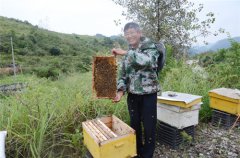 村民抱团养蜂 生活更加甜蜜