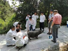 国家级地方猪——从江香猪保种进行时